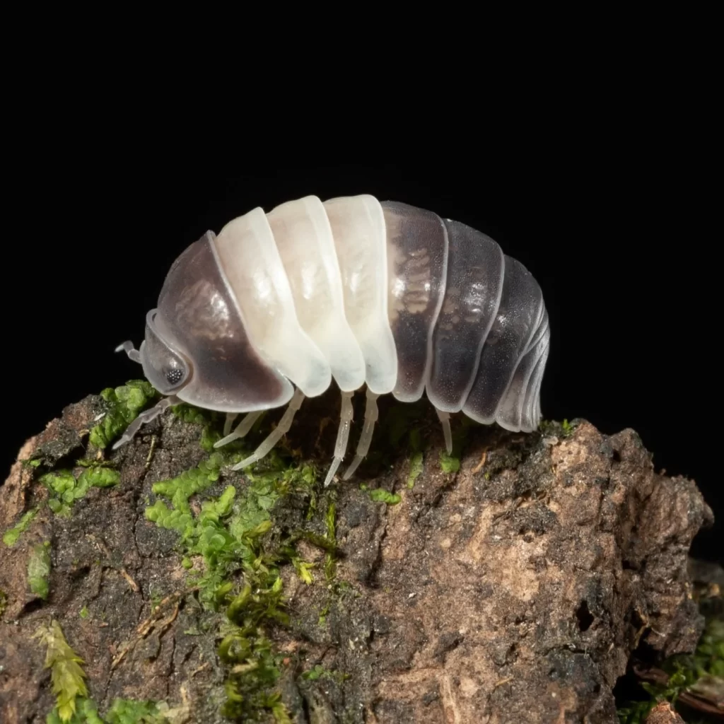 Panda king isopods
